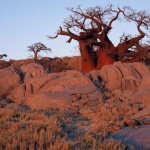 Baobab2 - Kubu