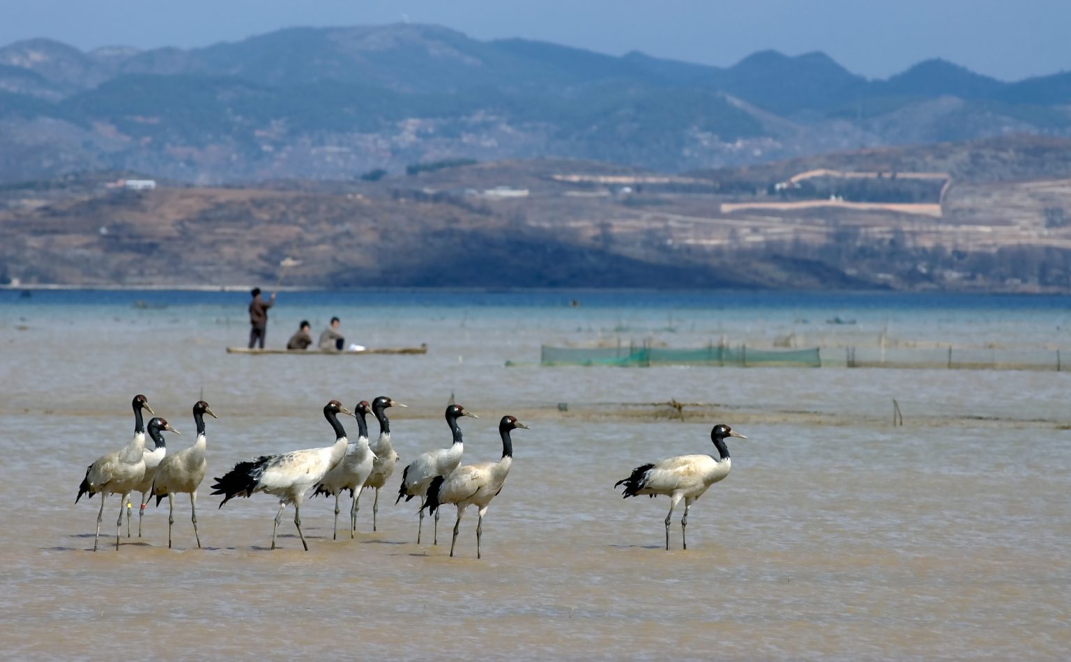 Threat_blackneckedcranes_China_Zhou_Qiuliang-1536x950